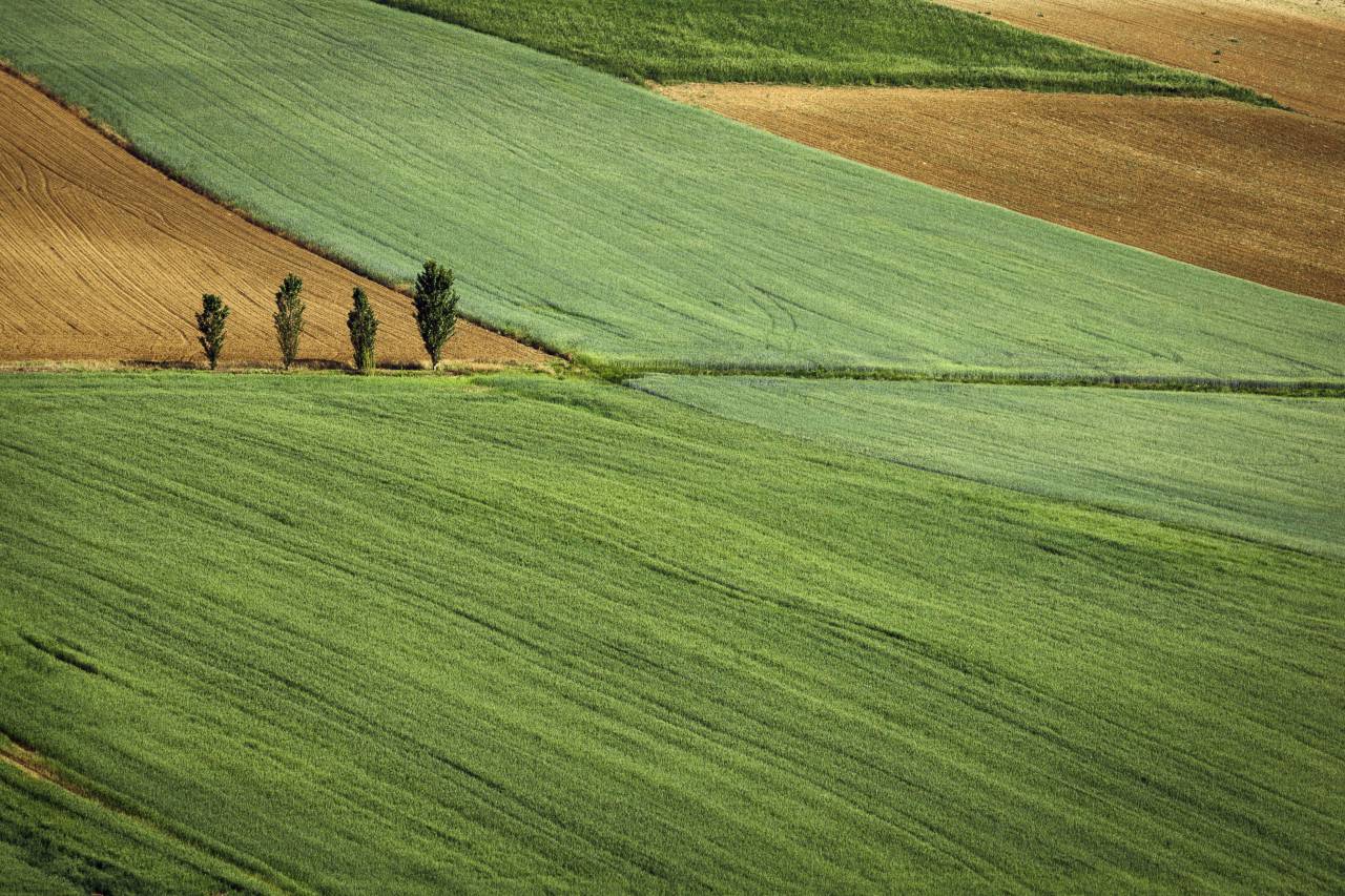 naturaleza, tierra, llanuras, parcelas, exuberante vegetación, árboles, suelo, minimalista, verde, marrón,