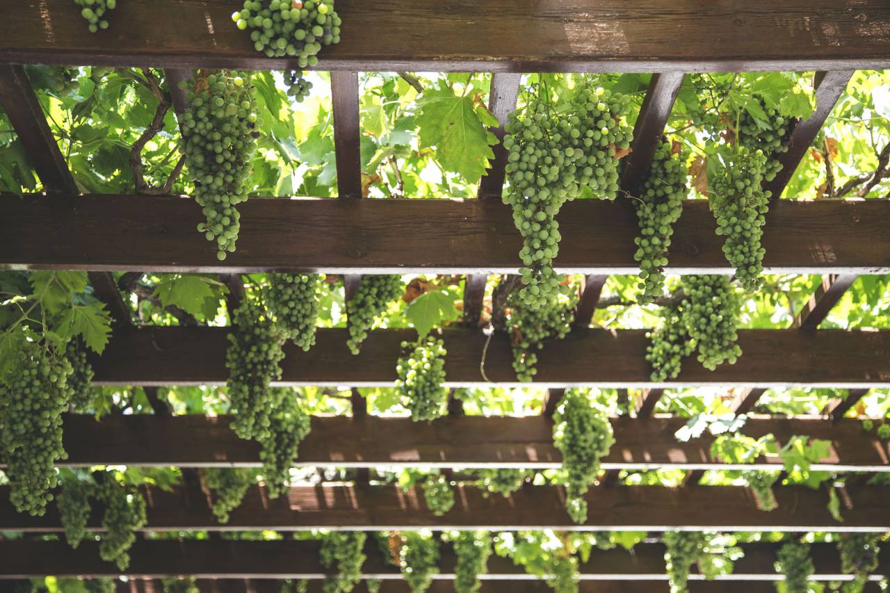 nature, landscape, leaves, green, farm, crops, vine, grapes, wood
, 