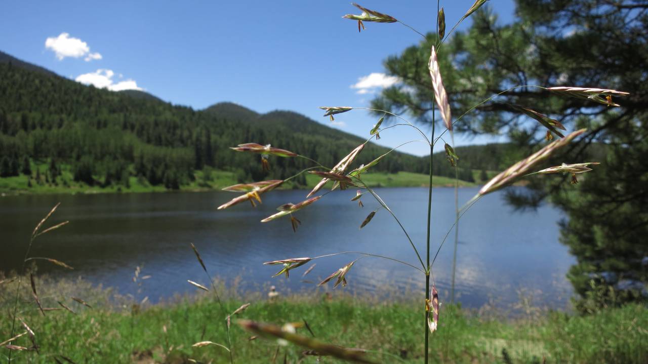 nature, landscape, summer, trees, forest, sky, clouds, grass, lake, water, explore, hike, outdoors
, 
