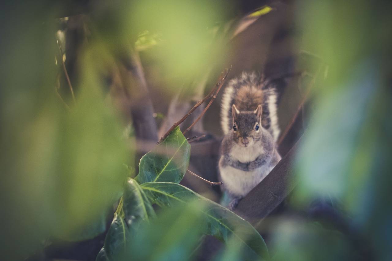 nature, leaves, green, woods, forest, squirrel, animal
, 