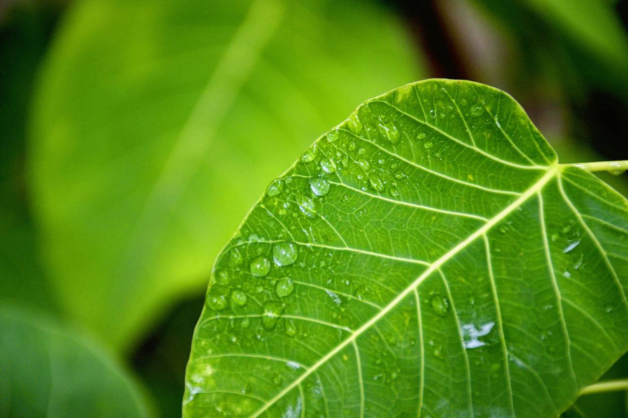 nature, plants, green, leaves, veins, water, dew, dewdrops, droplets
, 