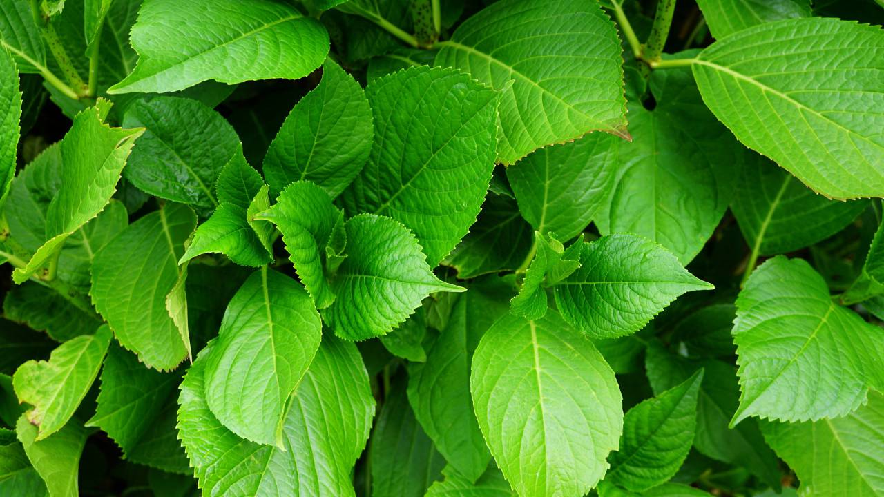 nature, plants, leaves, veins, green
, 