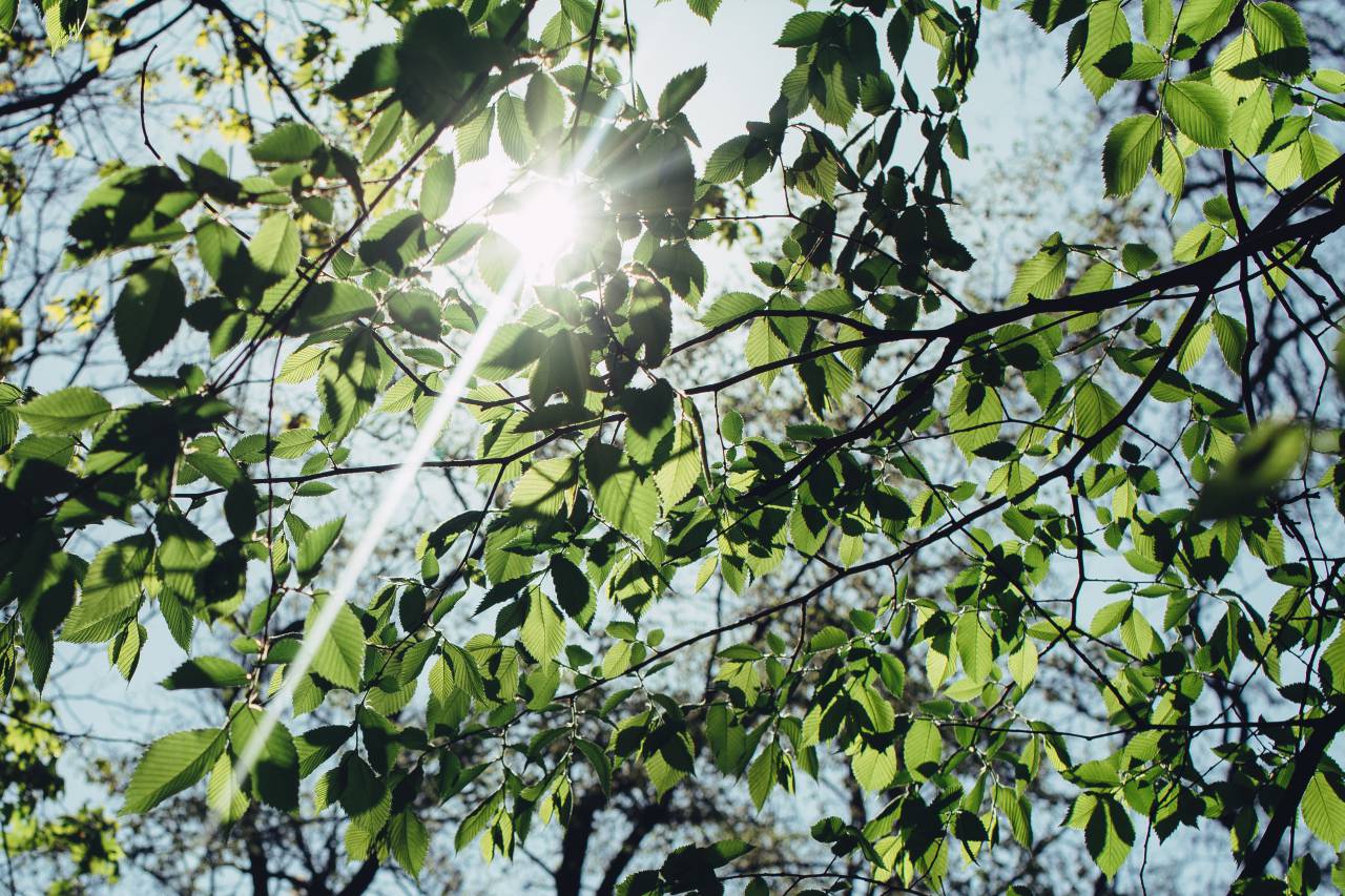 naturaleza, árboles, ramas, hojas, cielo, luz, rayos, fugas, verano, primavera,