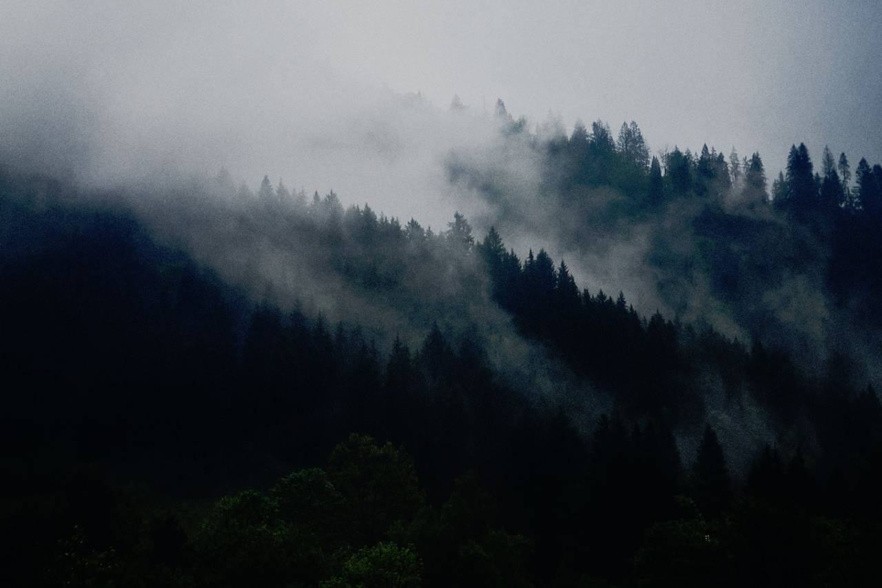 nature, trees, forest, woods, smoke, fog, haze
, 