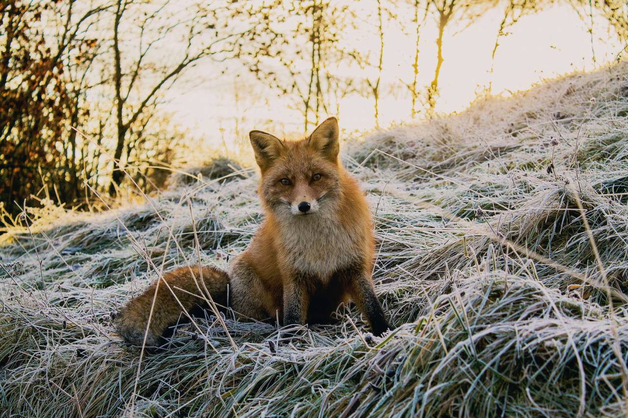 nature, woods, forest, animals, wild, fox, trees
, 