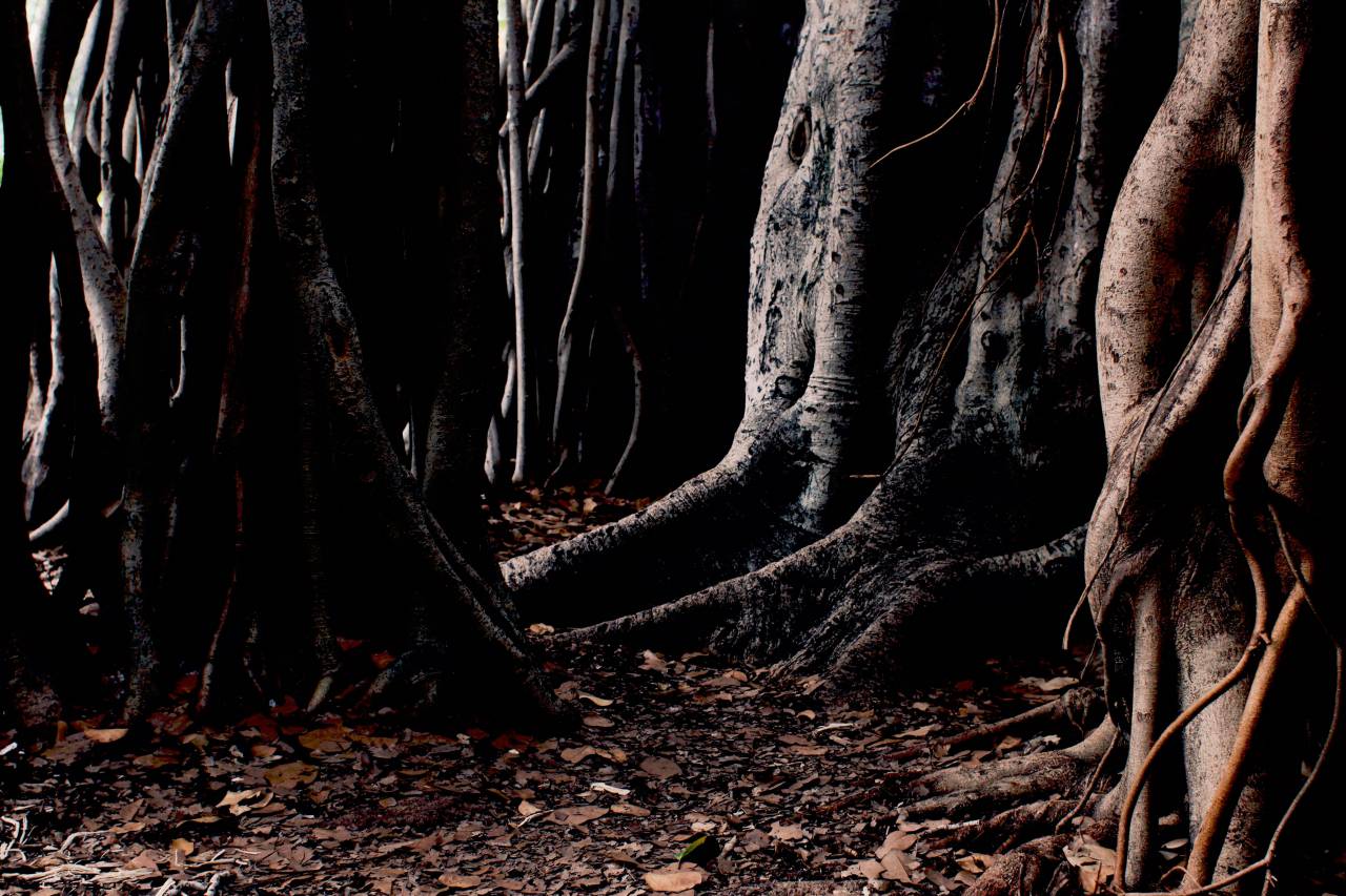 nature, woods, trees, trunk, roots, leaves
, 