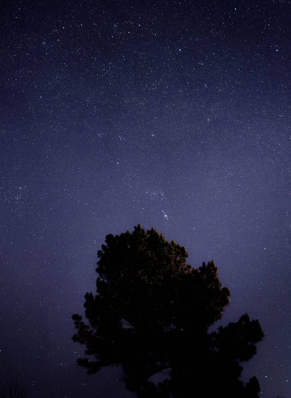 noche, árbol, estrellas, cielo, árbol, silueta, galaxia,