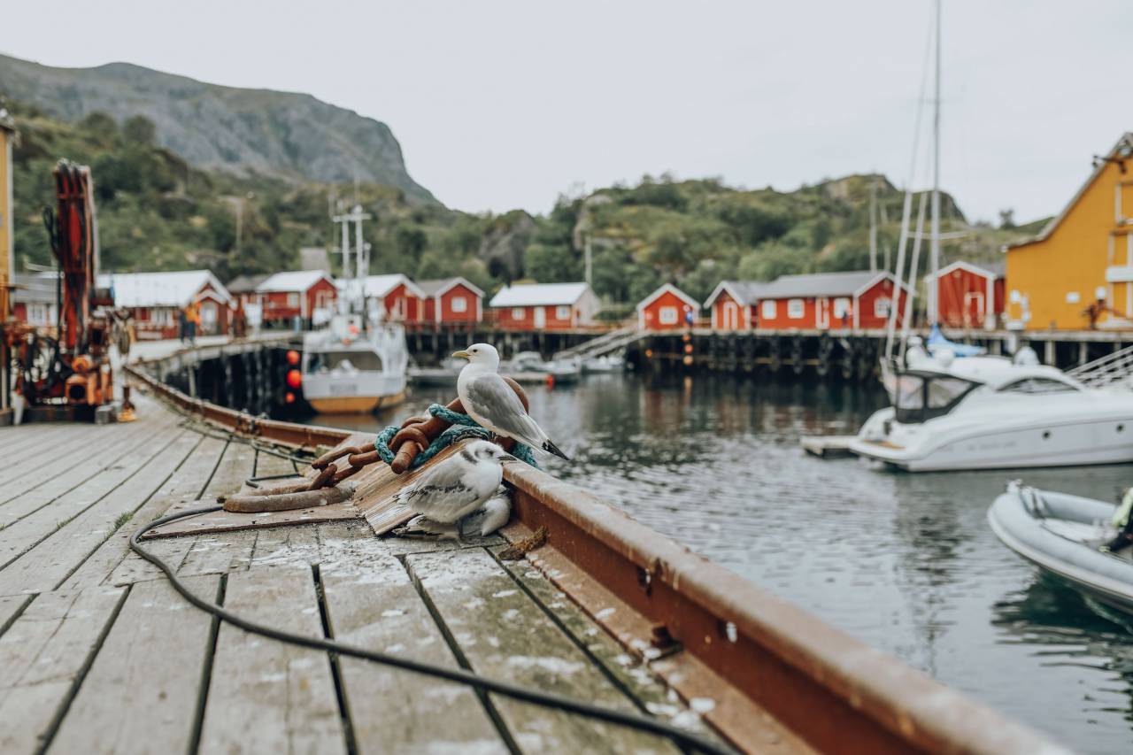norway, fishing, village, lofoten, seagulls, buildings, boats, water, mountains, travel, tourism, harbor, sea
, 