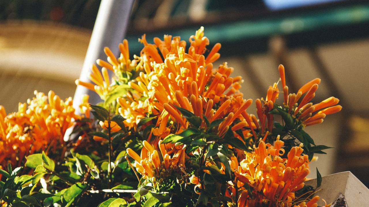 orange, petal, flower, plant, nature, green, leaf, outside, backyard, blur
, 