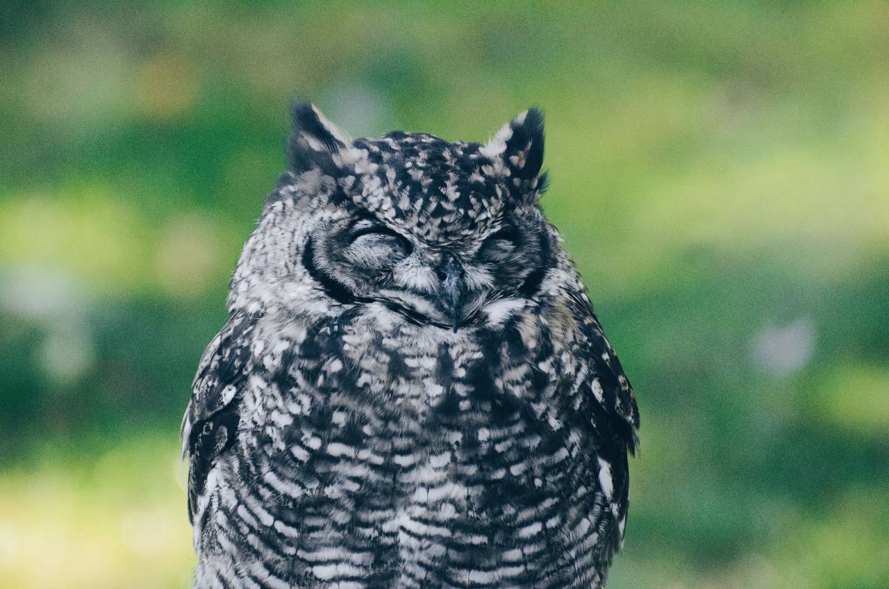 búho, pájaro, sueño, animal, difuminar, naturaleza,