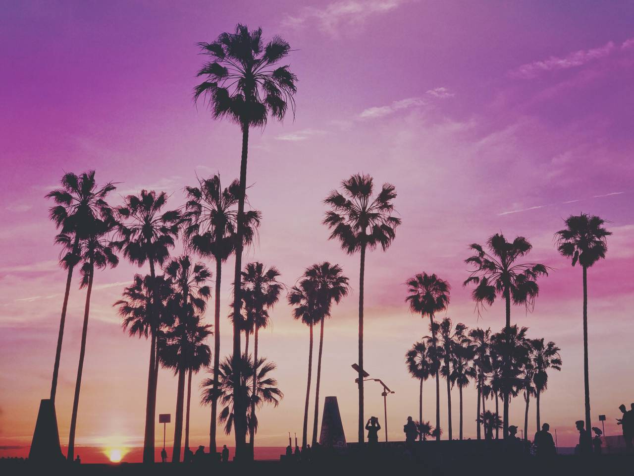 🥇 Image of palm trees nature plants purple sky clouds - 【FREE PHOTO ...