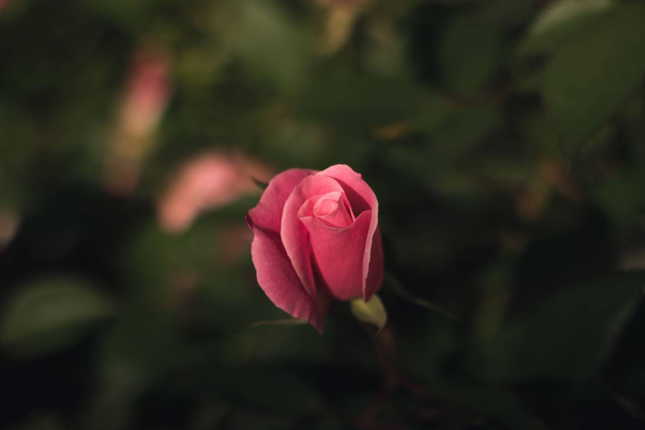 Rosa, flor, pétalo, hoja, planta, naturaleza, verde, difuminar
