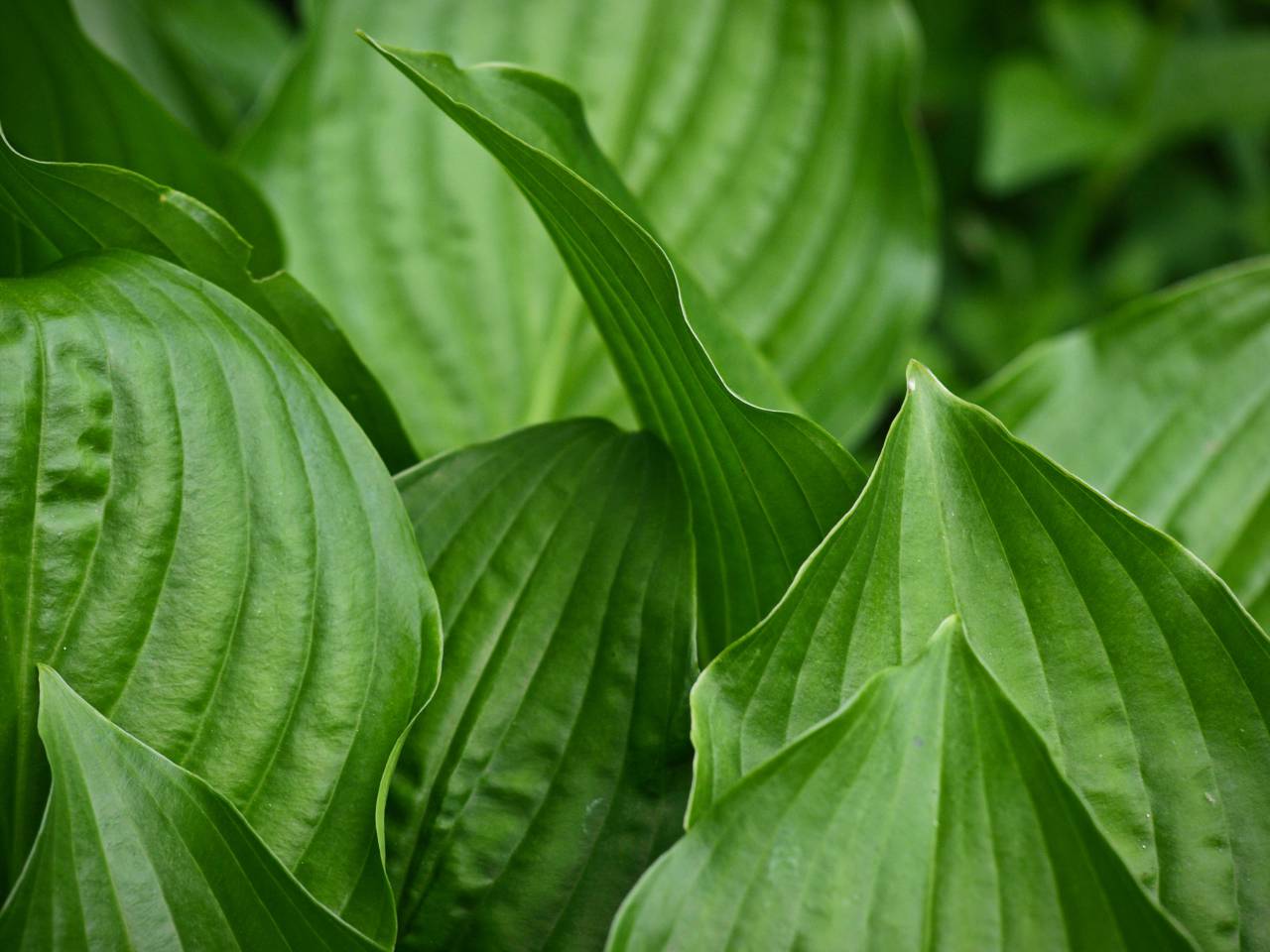 plant, leaf, spring, natural, texture, nature, green, background, growth, flora, leaves, wallpaper, garden
, 