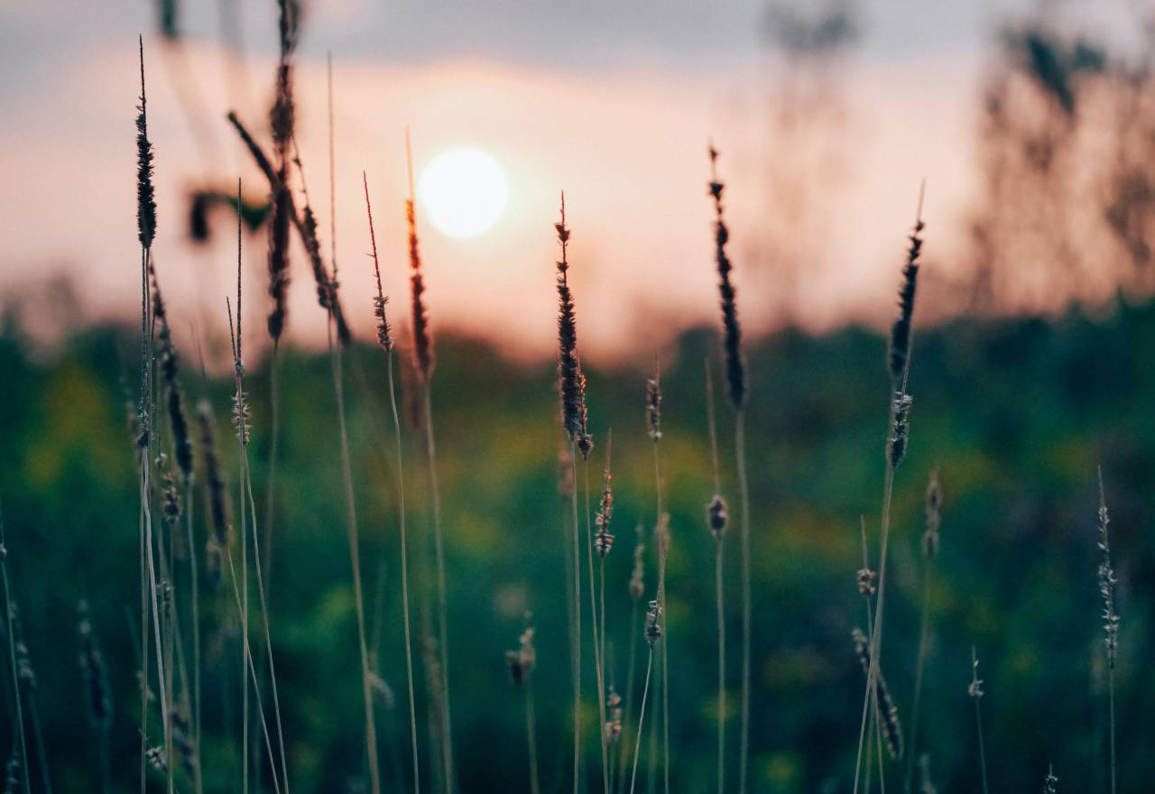 plants, nature, field, rural, countryside, sunset
, 