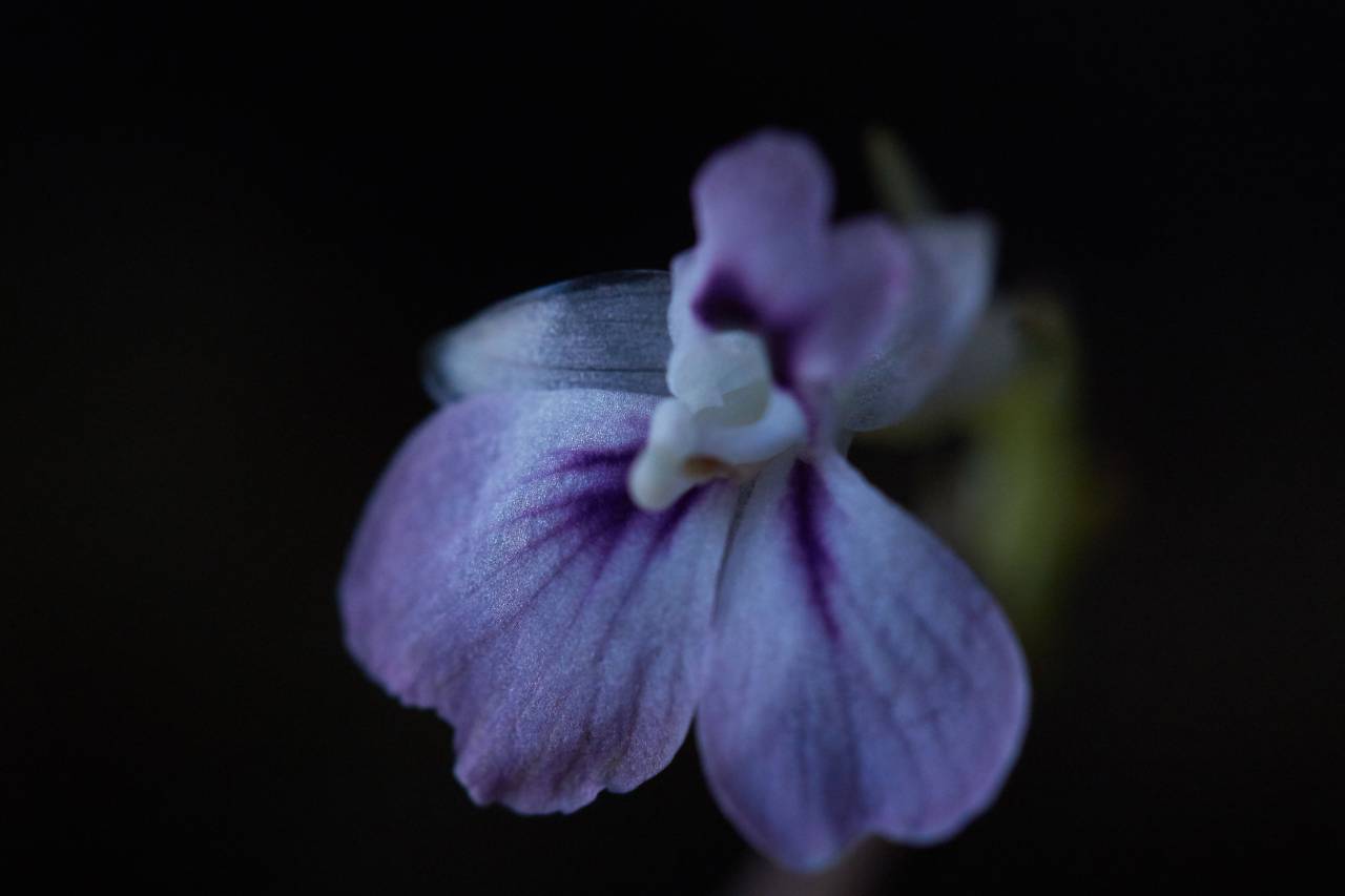púrpura, flor, flora, ornamental, planta, primavera, flor, de cerca, bokeh, pétalos, mínimo, fondo, oscuro, papel tapiz, naturaleza,