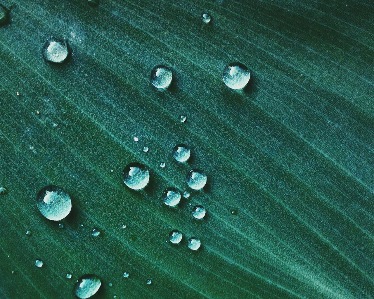 Imagen De Gotas De Lluvia Hoja Gota De Agua Hojas Verde Mojado Foto Gratis