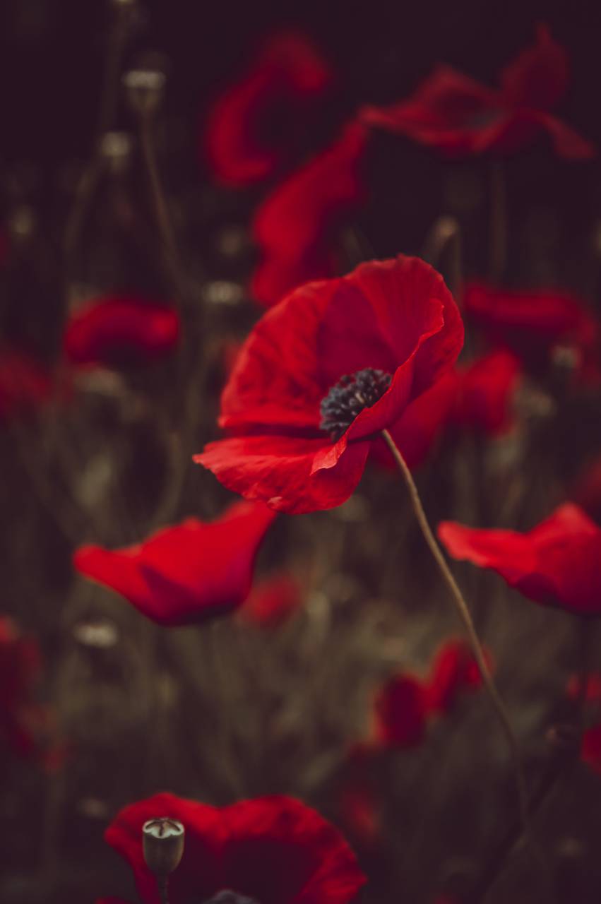red, flower, close up, macro, bloom, blossom, spring, garden, outdoors, nature, botany, plants, petals
, 