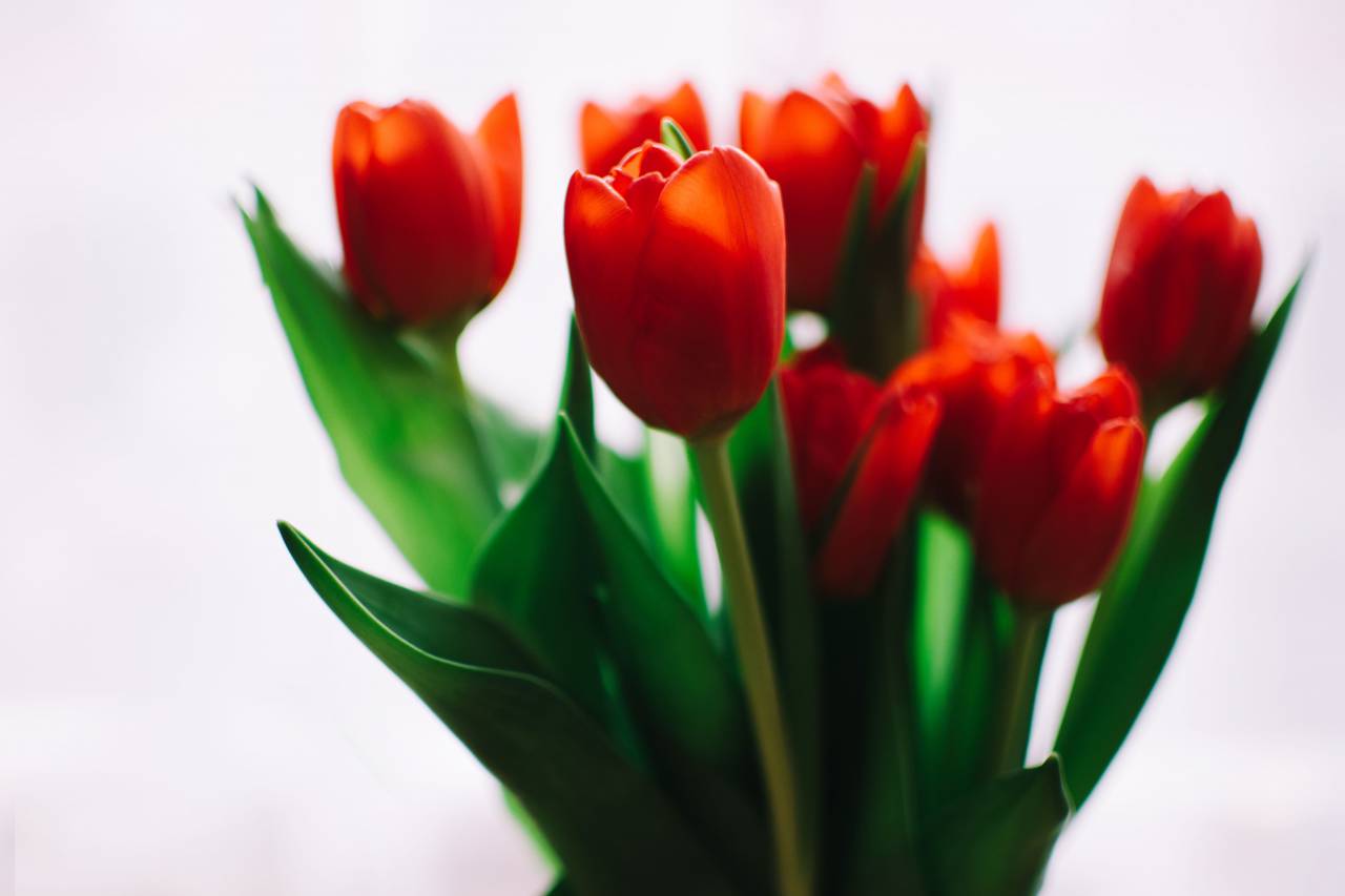 Rojo, naranja, tulipanes, flores, fauna, verde, hojas, vástago, bonito, mínimo, fondo, blanco