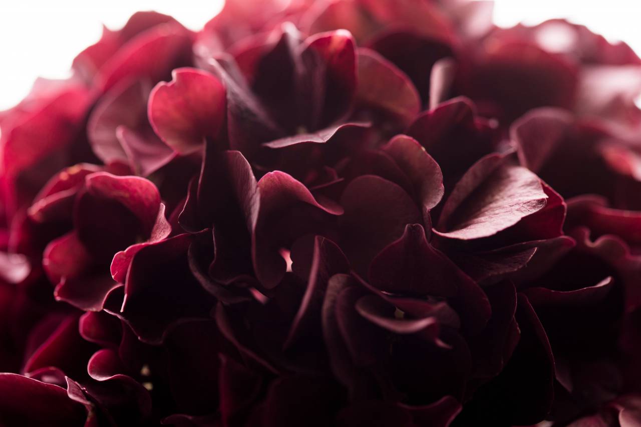 rojo, pétalo, flor, flor,