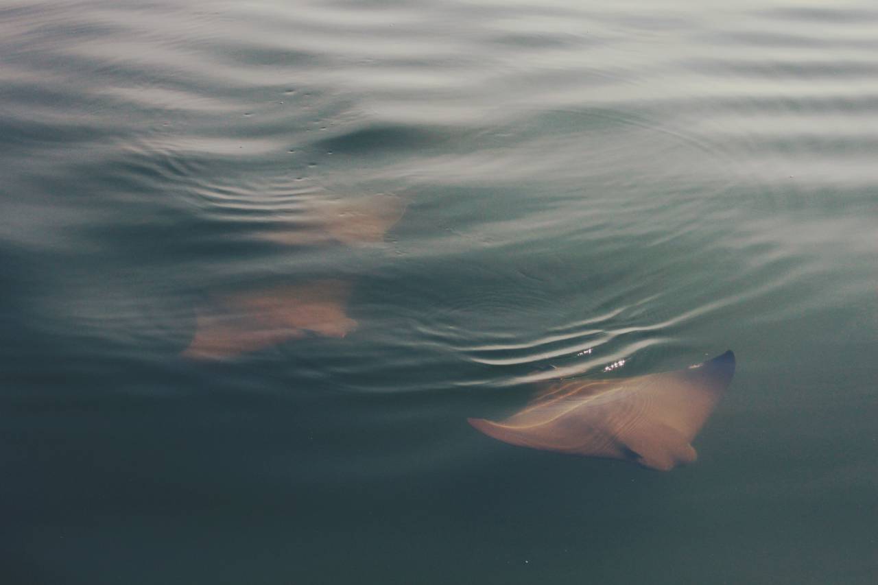 mar, océano, agua, peces, batoides, rayos,