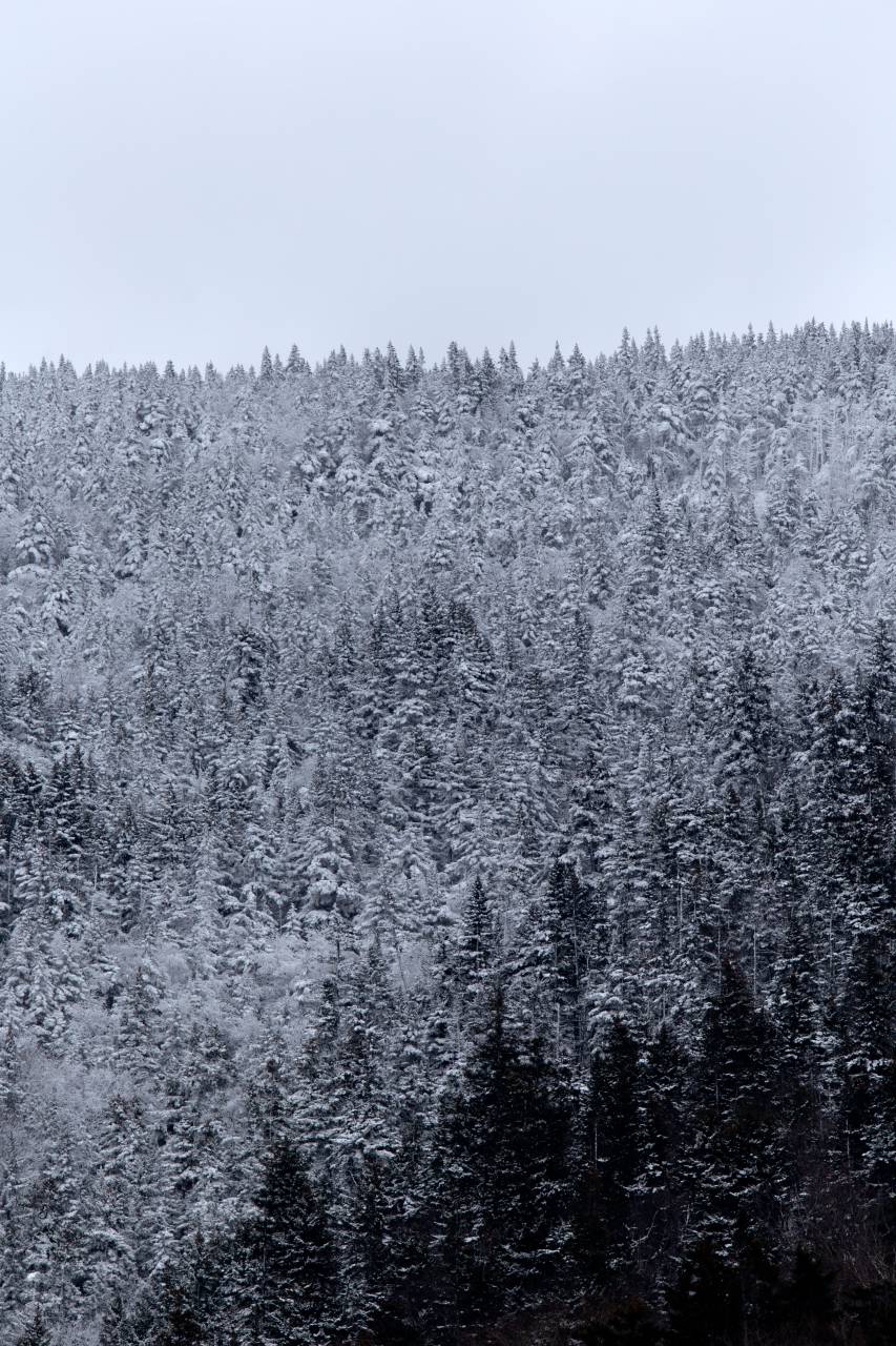 nieve, bosque, árboles, invierno, frío, temporada, naturaleza, al aire libre, paisaje, norte, cielo, clima, congelado,