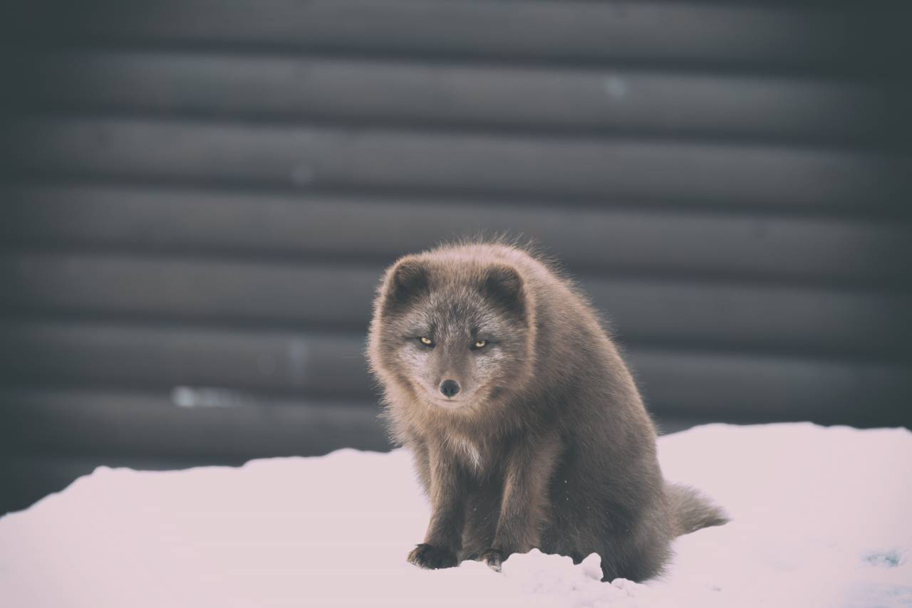 Nieve, invierno, blanco, frío, clima, hielo, animales, pieles, naturaleza,