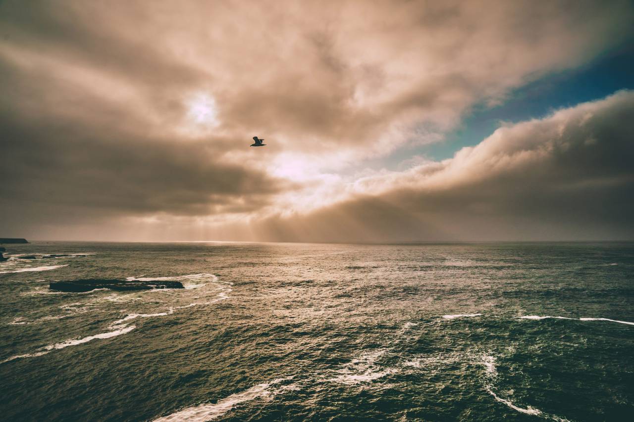 sunbeams, sunset, sky, clouds, sun rays, bird, flying, ocean, sea, water, horizon, landscape, nature
, 