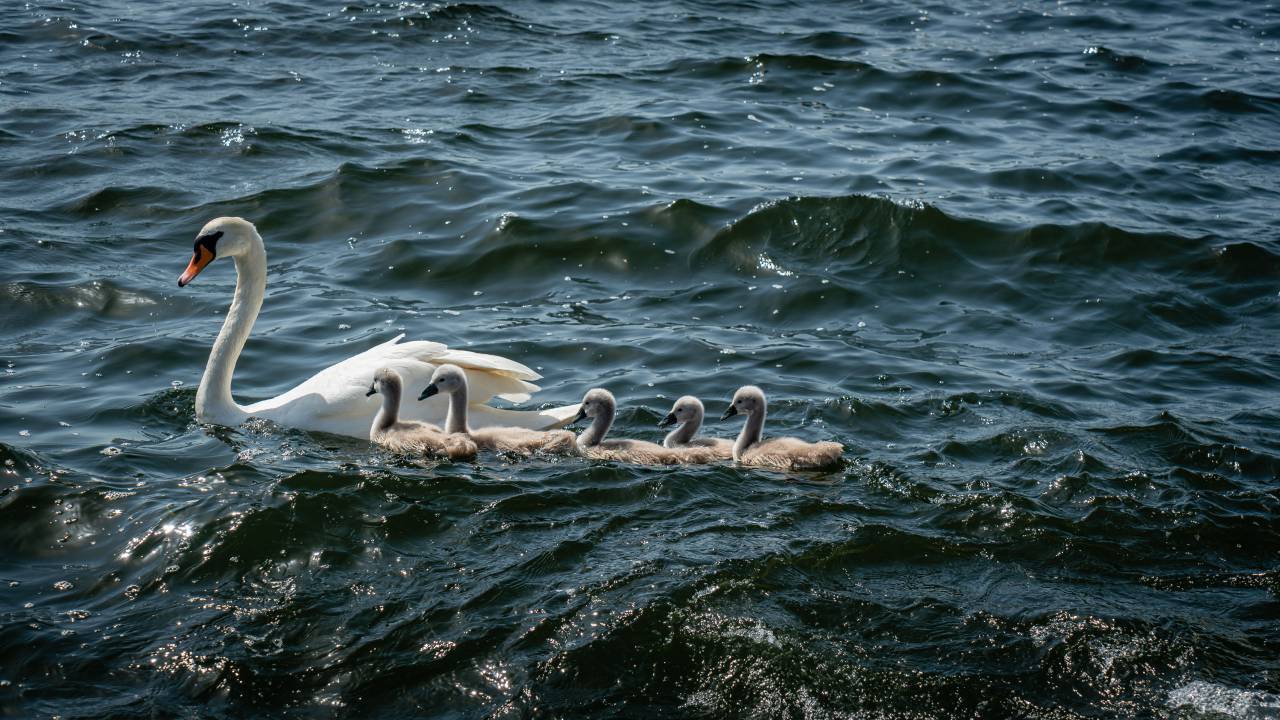 Cisnes, natación, agua, lago, río, animal, blanco, pájaro, pico, plumas, familia, olas, ondulación, vida silvestre,
