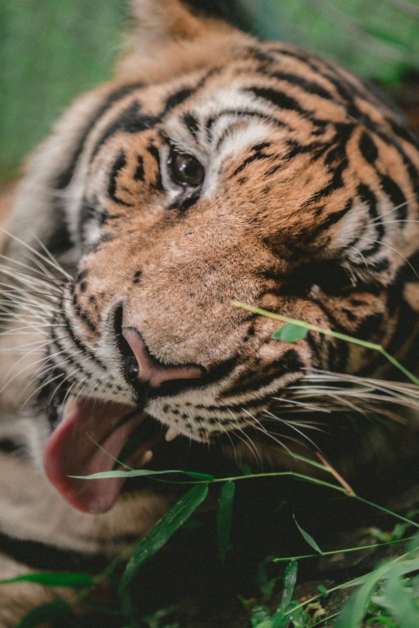 tiger, animal, wildlife, nature, bamboo, leaf
, 