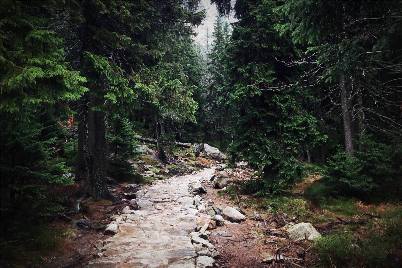 trail, path, forest, woods, nature
, 