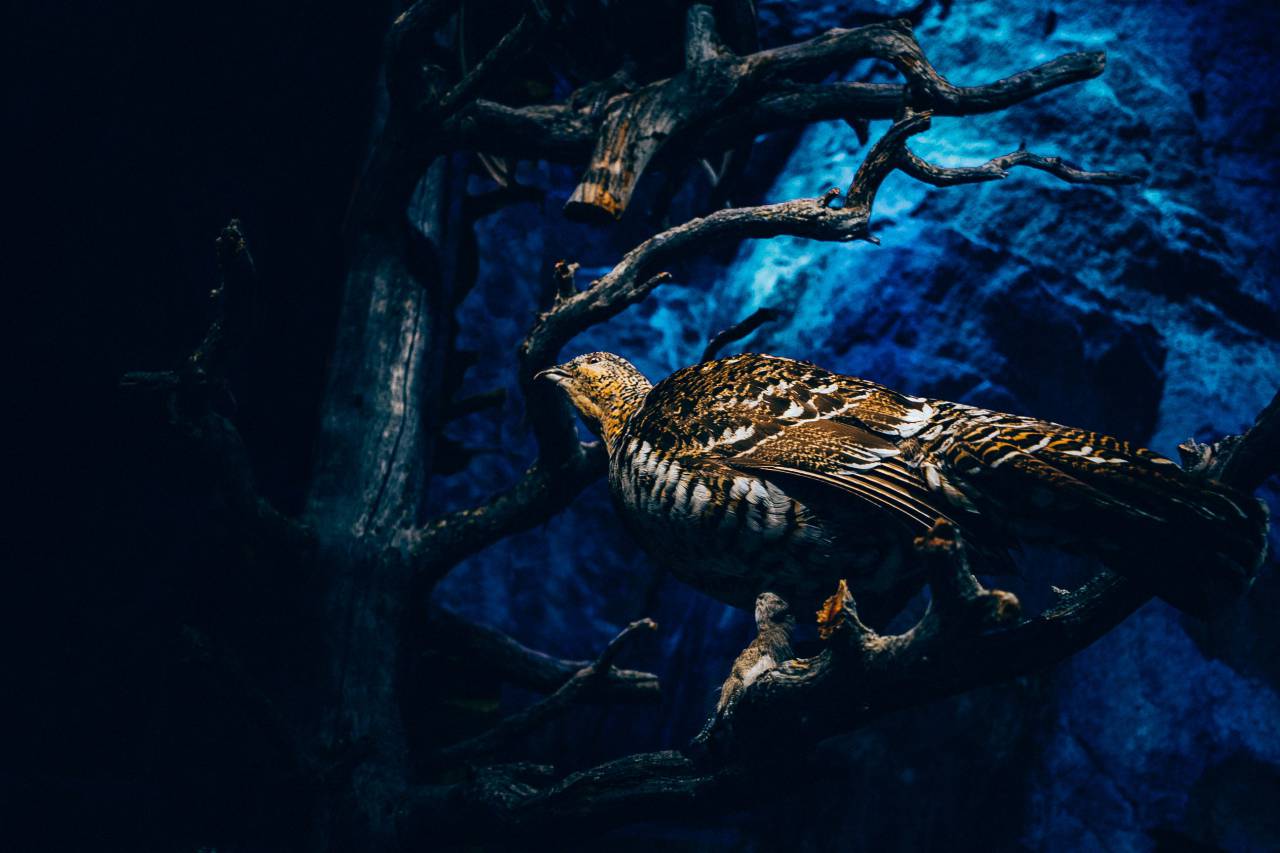 Árbol, rama, planta, naturaleza, oscuro, pájaro, animal,