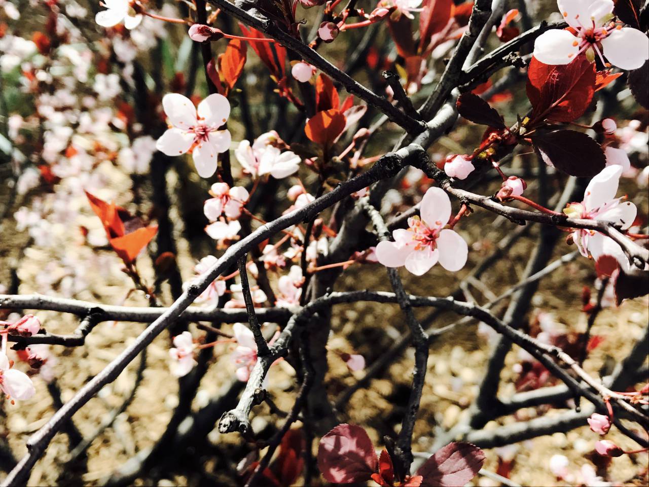 árbol, flor, rama, naturaleza, Cereza, temporada, flora, floreciente, jardín, de cerca, al aire libre, parque, ninguna persona, hoja, brote, color, pétalo, arbusto, brillante, floral,