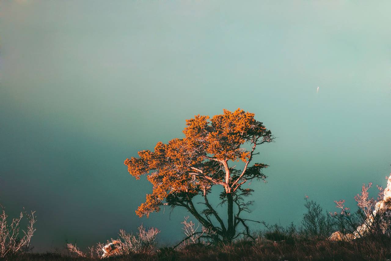Árbol, planta, naturaleza, otoño, otoño, montaña, paisaje, niebla, Ridge, césped, exterior, Ridge,