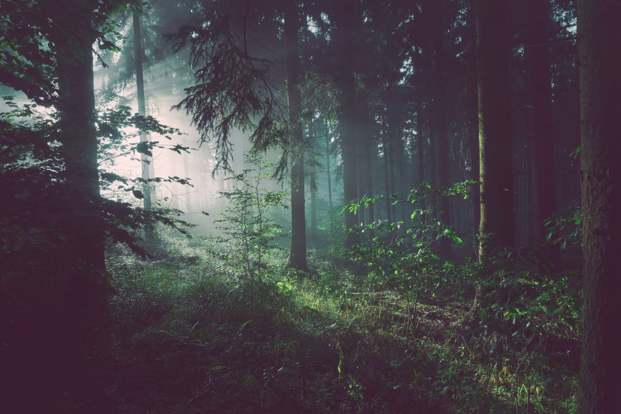 trees, forest, woods, dark, plants, bushes, shrubs, nature
, 