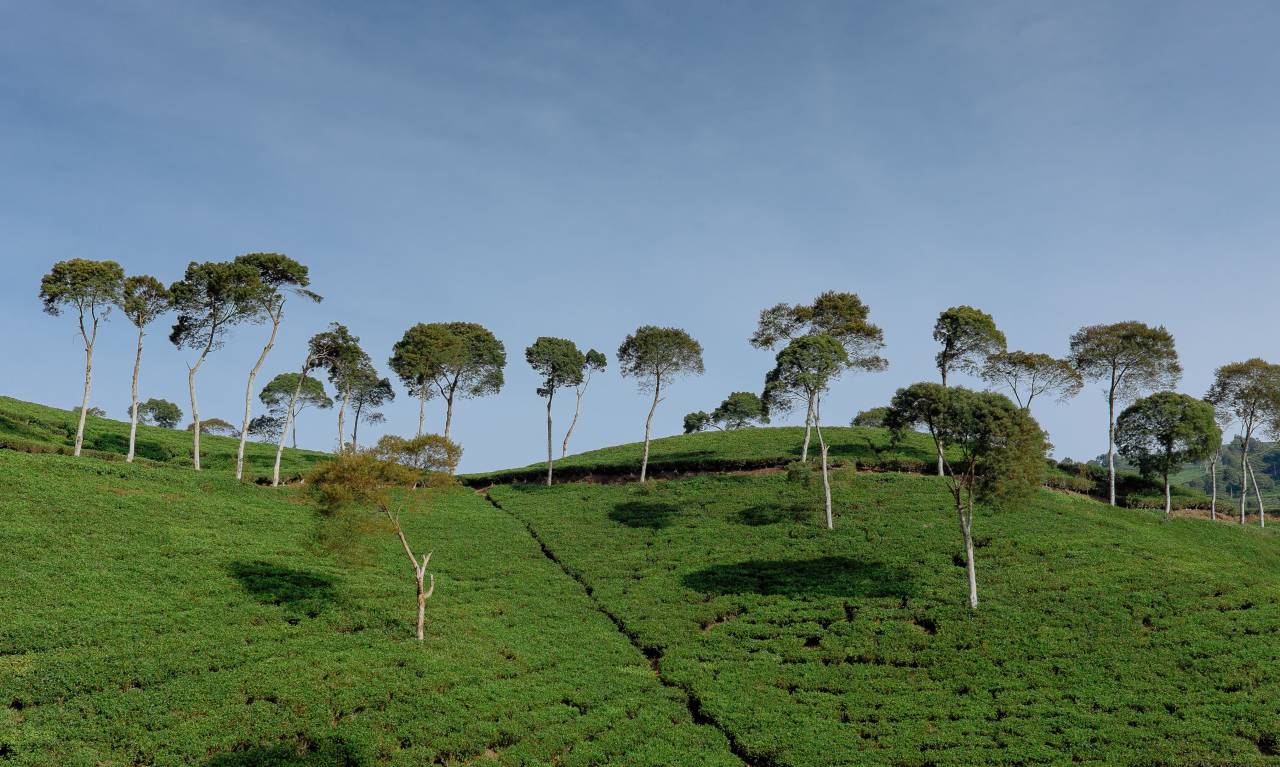 trees, grass, nature, landscape, clouds, sky, trunk, bark
, 