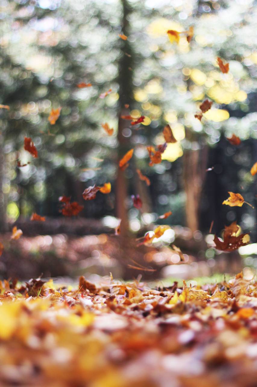 Árboles, plantas, hojas, otoño, otoño, al aire libre, desenfoque, bokeh,