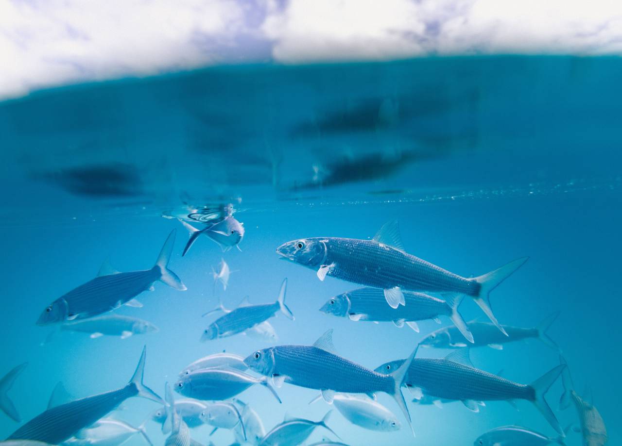 Agua, acuario, peces, submarino, azul, aleta,