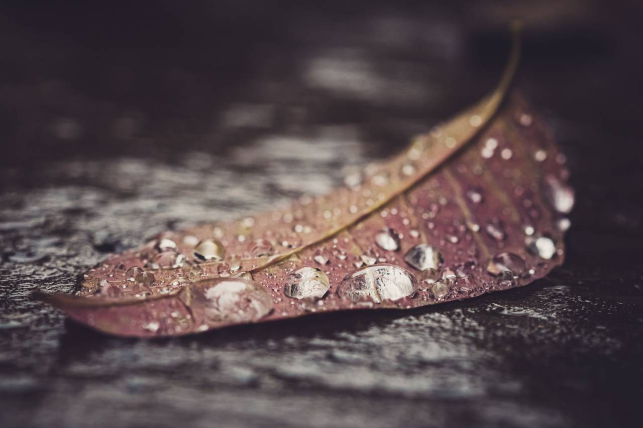 agua, hoja, macro, de cerca, rocío, lluvia, gotas, mojado, naturaleza, medio ambiente, clima, otoño, al aire libre, mínimo,