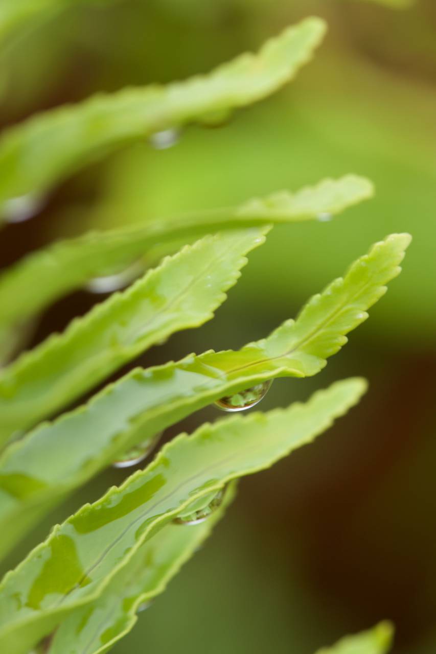 wet, leaves, plant, background, green, organic, nature, water, drops, close up, leaf, garden, forest, outdoors, greenery, droplet, rain
, 