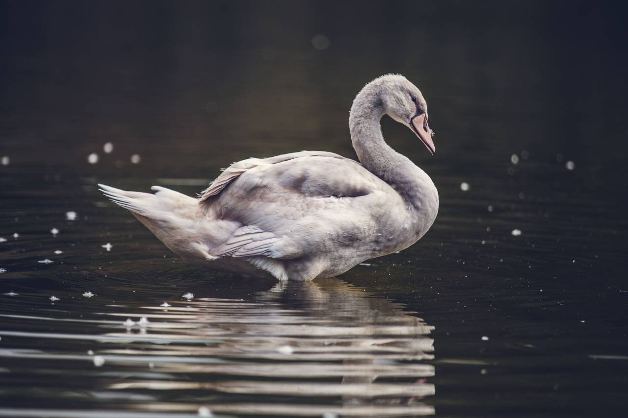 white, swan, pond, water, river, wet, splash, drop, bird, large, animal
, 