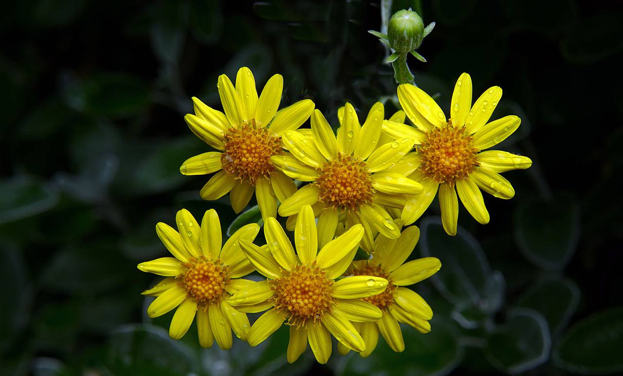 Amarillo, flores, lluvia, agua, gotitas, naturaleza, al aire libre, jardín, primavera, verano, floración, plantas,