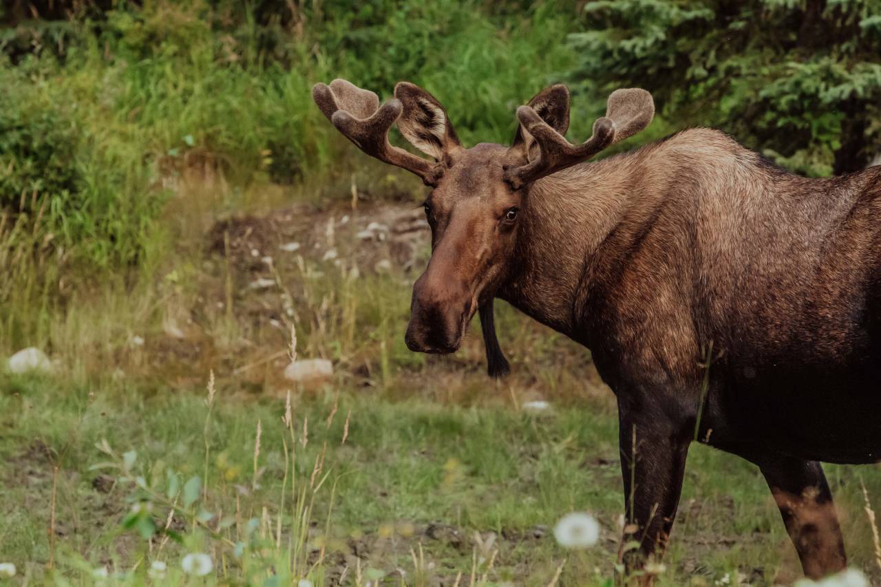 Alce, Alaska, Fauna silvestre, Naturaleza, Majestuoso, Bosque, Área silvestre, Criatura, Astas, Hábitat, América del Norte, Errante, Soledad, Belleza natural, Fotografía de vida silvestre, Indómito, Enorme, Fauna silvestre del norte, Paisaje de Alaska, Icónico,