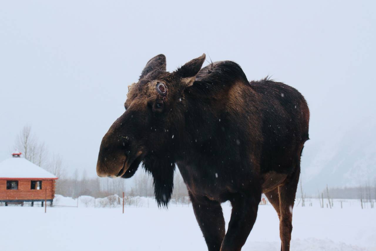 Moose, Alaska, Wildlife, Nature, Majestic, Forest, Wilderness, Creature, Antlers, Habitat, North America, Wandering, Solitude, Natural Beauty, Wildlife Photography, Untamed, Enormous, Northern Wildlife, Alaskan Landscape, Iconic, 