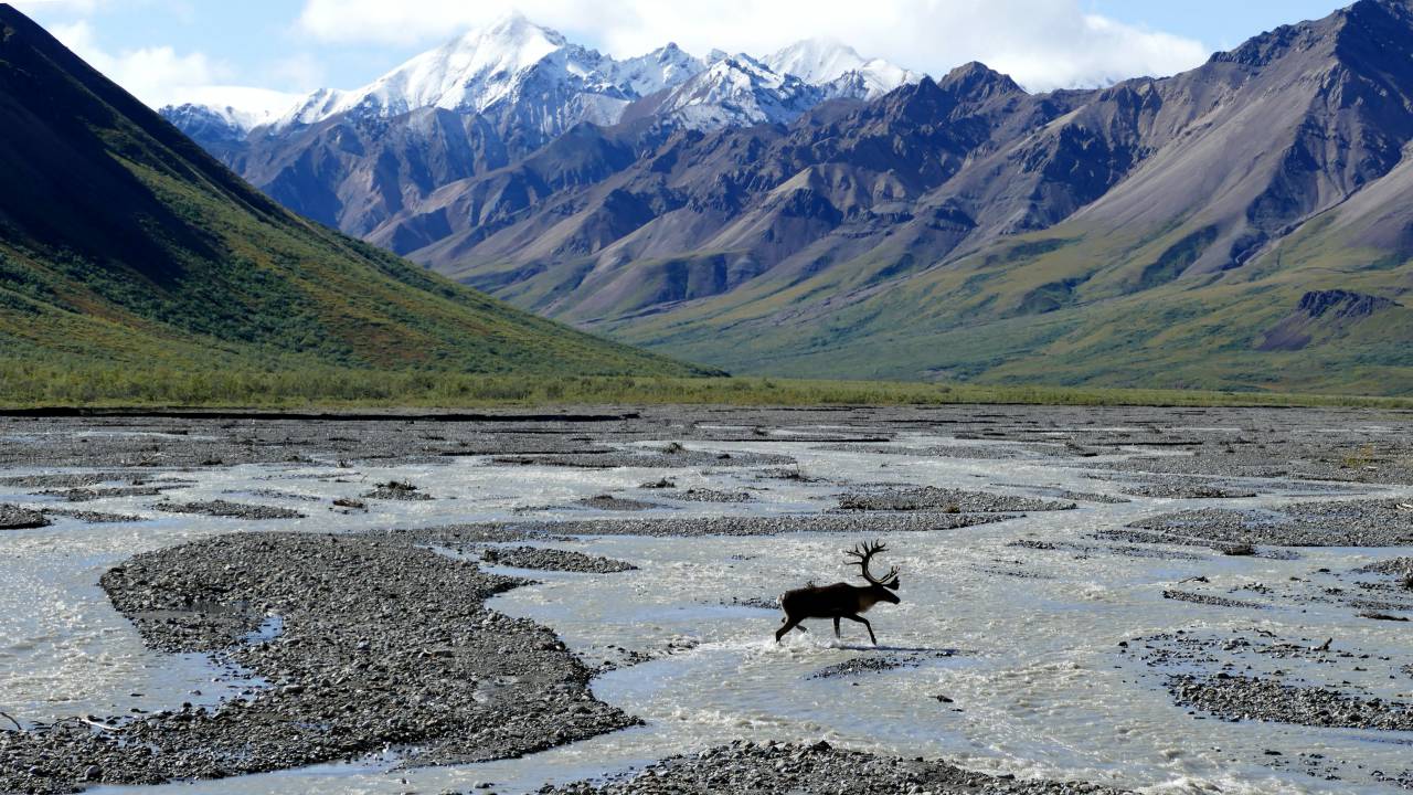 Muse, Denali National Park, Alaska, US, Wilderness, Majestic, Natural beauty, Landscape, Wildlife, Scenic views, Adventure, Exploration, Serenity, Nature's wonder, Tranquility, Vastness, Alpine, Untamed, Pristine, Inspiring, 