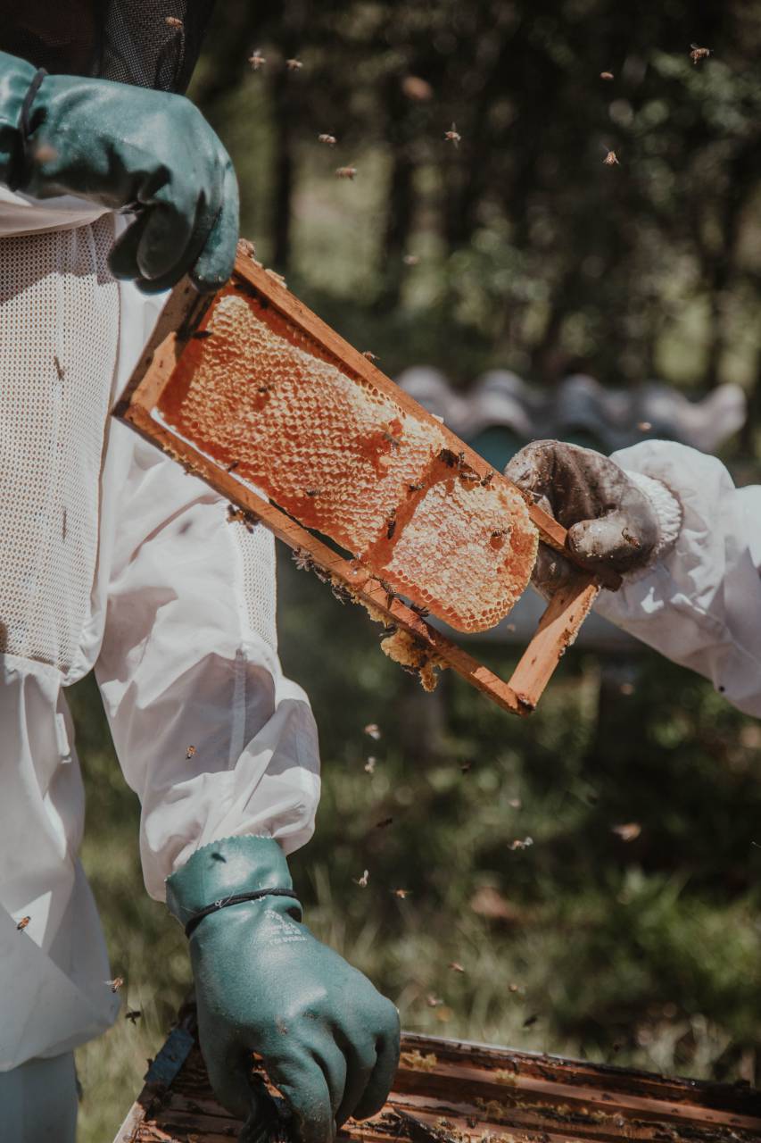 panal, colmena, apicultor, cera, apiario, apicultura, abeja, insecto, miel, apicultura, naturaleza, marco, colmena, granja, trabajador, verano, cera de abejas, hombre, agricultura, natural, abeja, protección, protector, trabajo, apicultor, tenencia, agricultura, polen, amarillo, madera, persona, orgánico, comida, colonia, traje, enjambre, celular, fondo, guantes, sombrero, abejas, al aire libre, personas, verde, mano, feliz, retrato, caja, propóleo, mantenimiento,