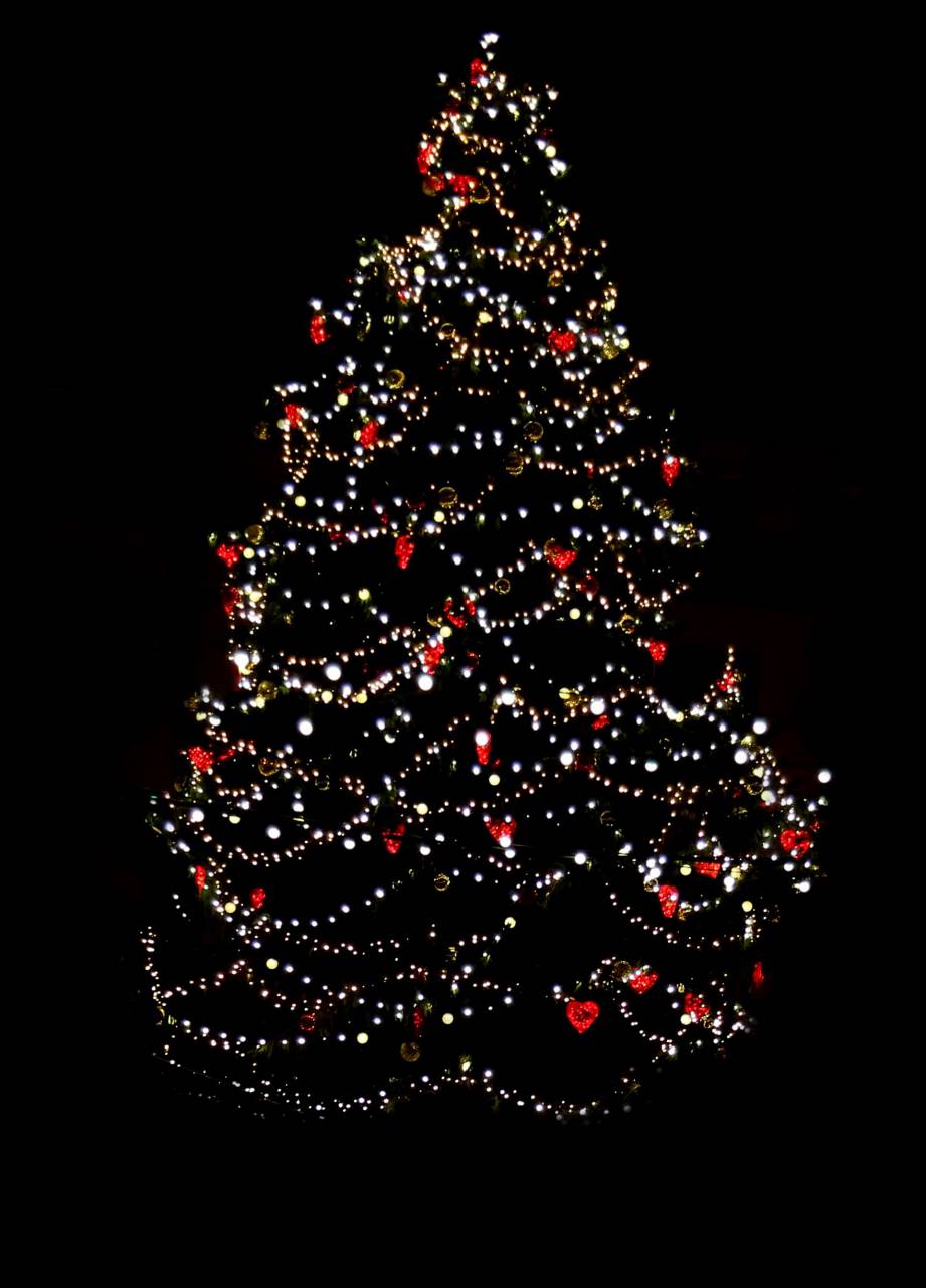 vacaciones, fondo, navidad, negro, árbol, superposición, luz, abstracto, celebración, telón de fondo, espacio de copia, árbol de navidad, diciembre,