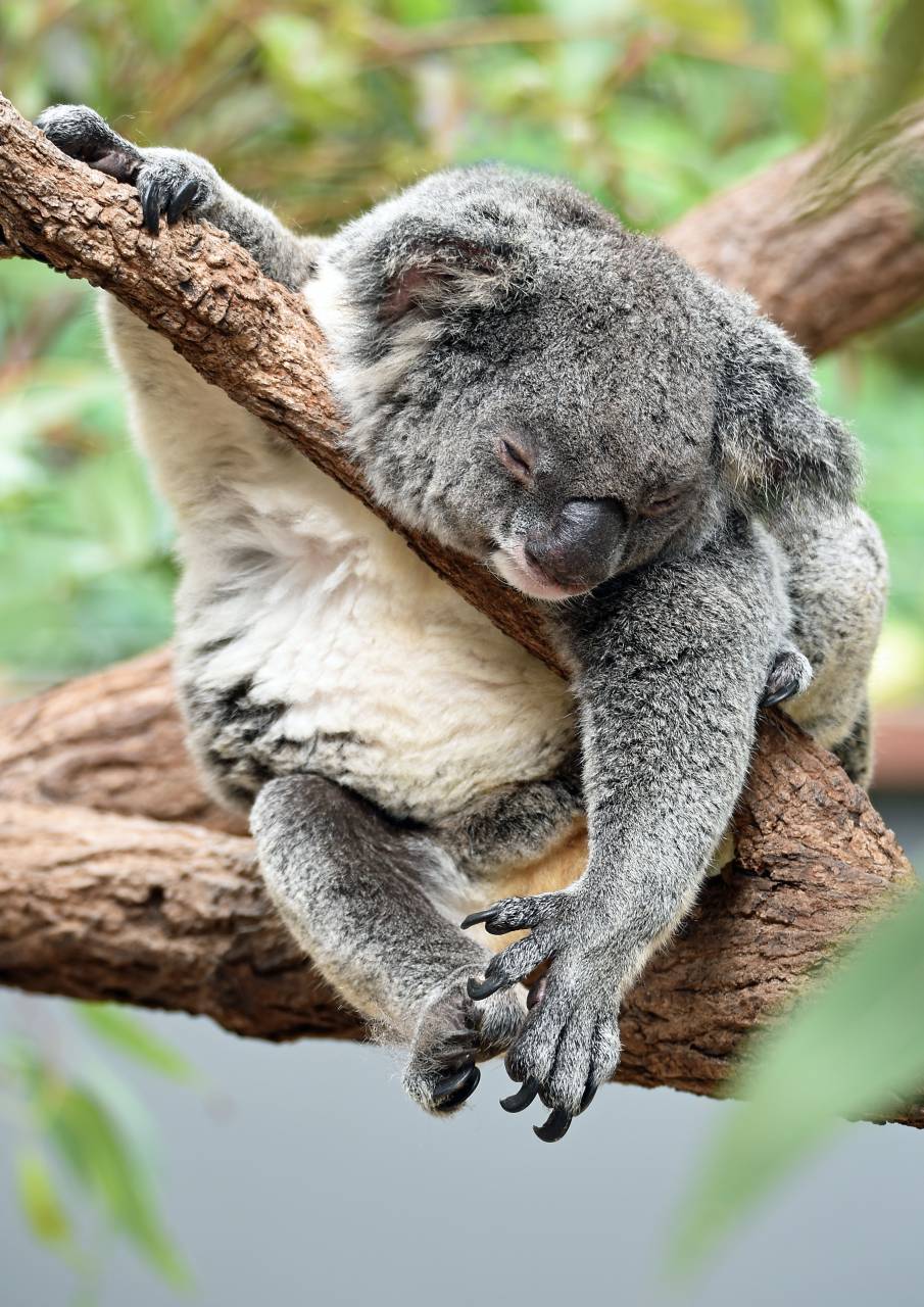 Koala, Durmiendo, Flora y fauna, Árbol, Eucalipto, Australia, Marsupial, Dormitando, Rama, Siesta, Resto, Lindo, Fluffy, Piel, Hábitat, Fauna australiana, Acogedor, Abrazo, Mamífero, Conservación, Pacífica, Naturaleza, Bosque, Escalada pabellón,