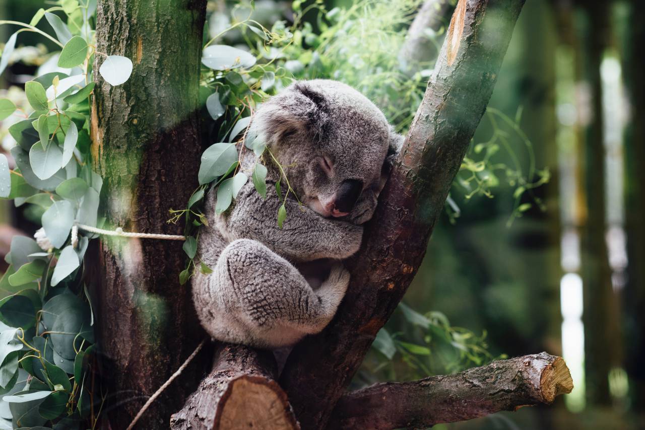 🥇 Image of Koala sleeping in a tree - 【FREE PHOTO】 100038012