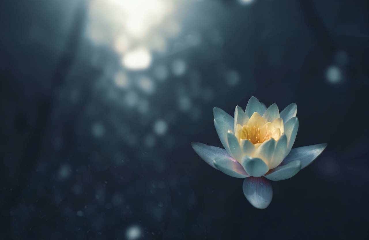 🥇 Image of Lotus Flower - 【FREE PHOTO】 100036343