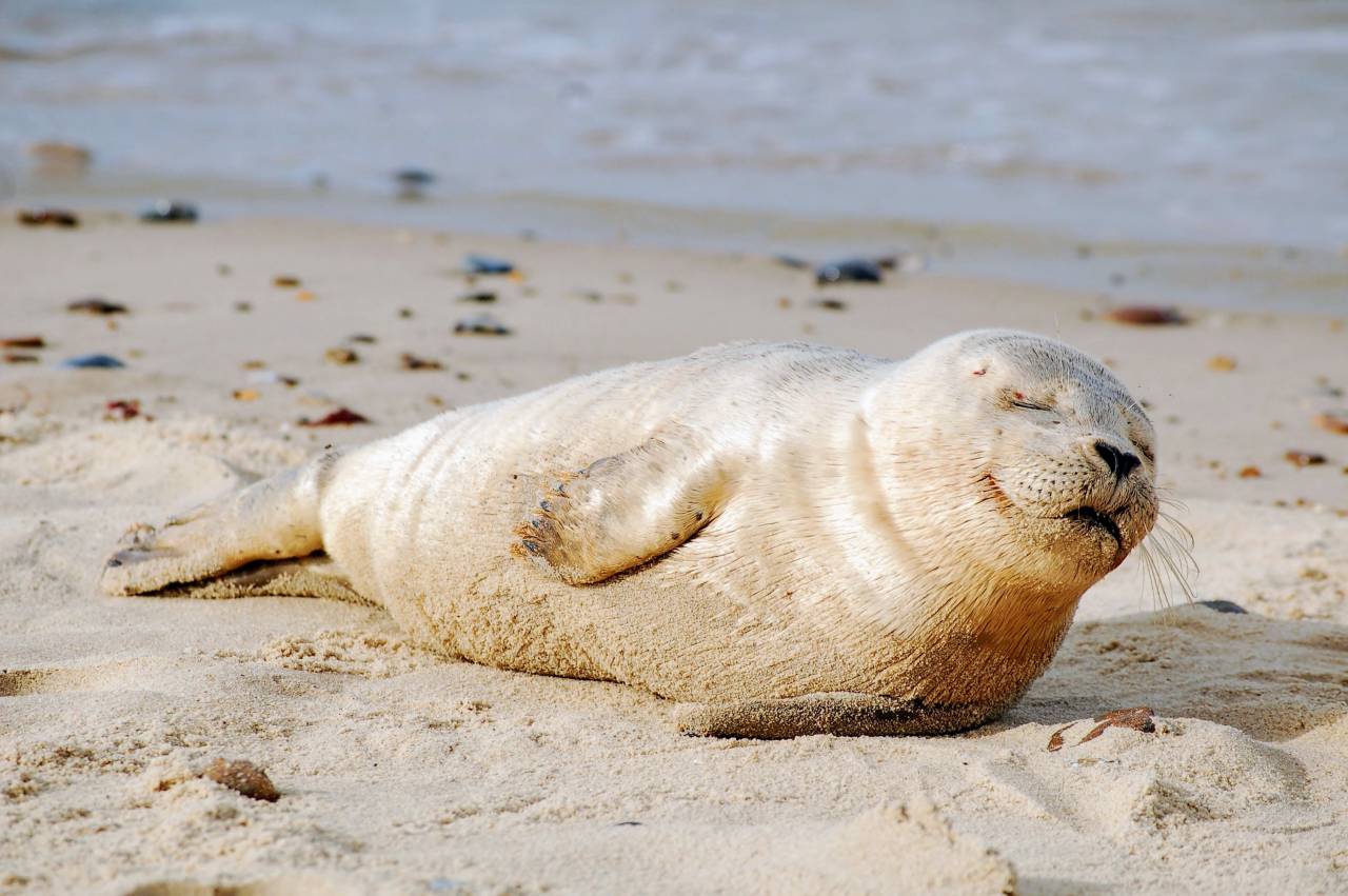 🥇 Image of Sea ??lion on the beach - 【FREE PHOTO】 100036334